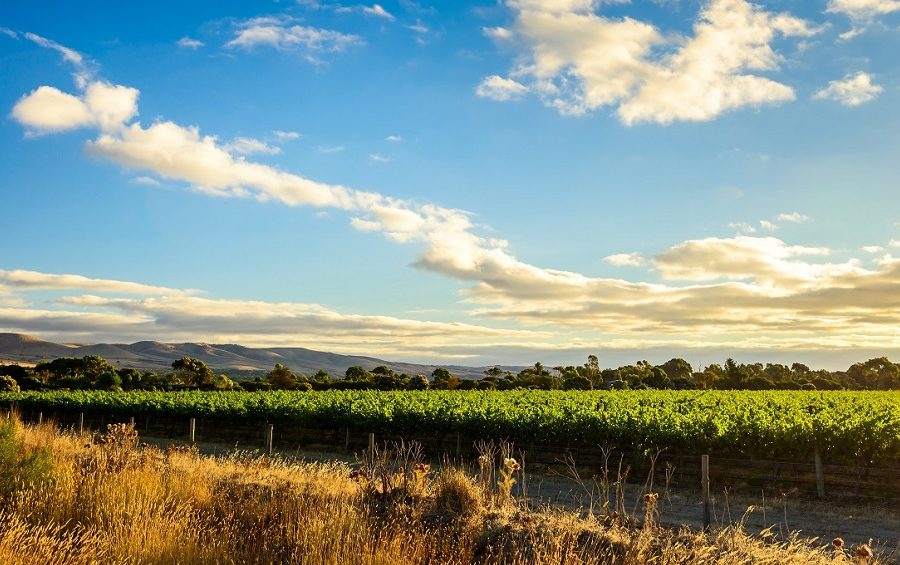 Eckermann Conveyancers opens McLaren Vale office image